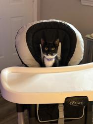 Lost Female Cat last seen Near bridge beside magoos, Myrtle Beach, SC 29579