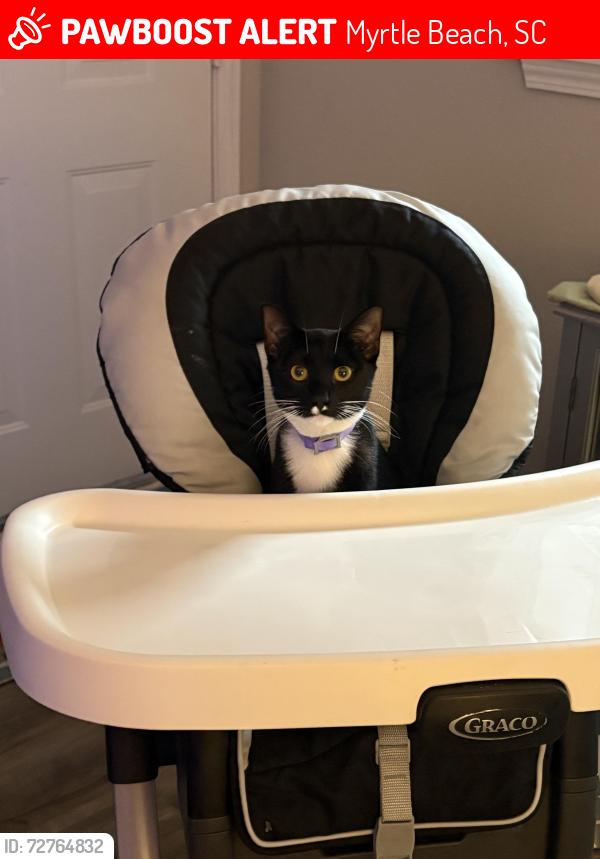 Lost Female Cat last seen Near bridge beside magoos, Myrtle Beach, SC 29579