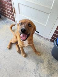 Found/Stray Female Dog last seen Edgewood  dr Belton , Belton, SC 29627