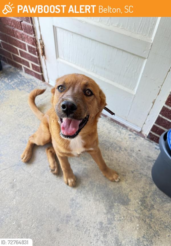Found/Stray Female Dog last seen Edgewood  dr Belton , Belton, SC 29627