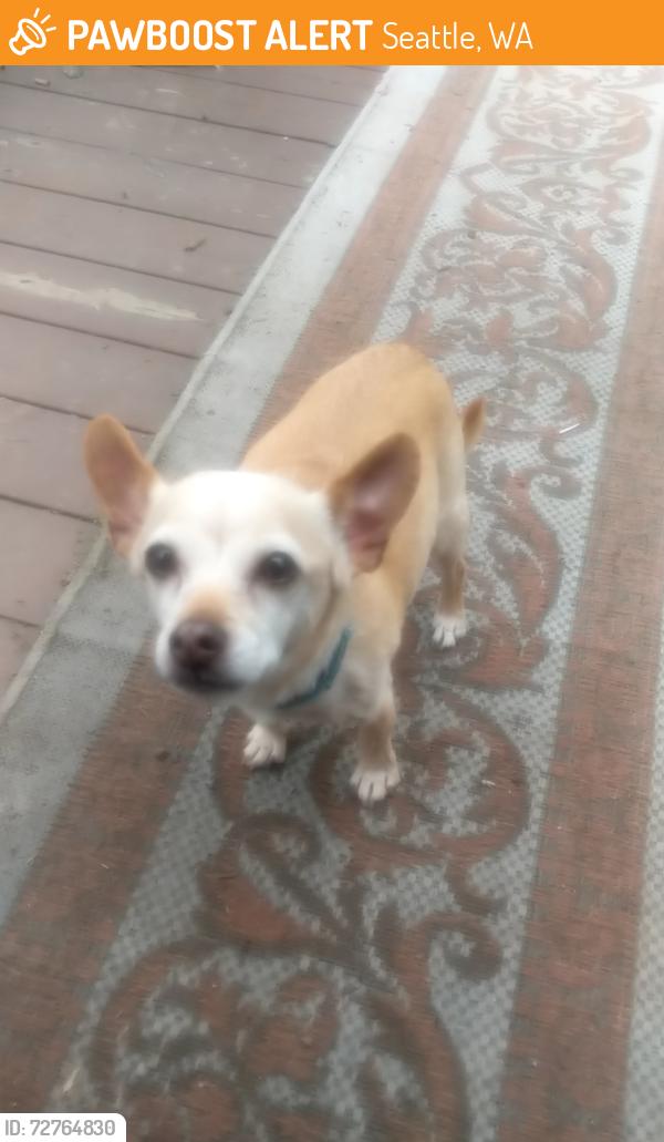 Found/Stray Unknown Dog last seen 31st st & Barton Ave, Seattle, WA 98126