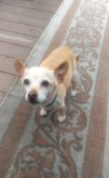 Found/Stray Unknown Dog last seen 31st st & Barton Ave, Seattle, WA 98126