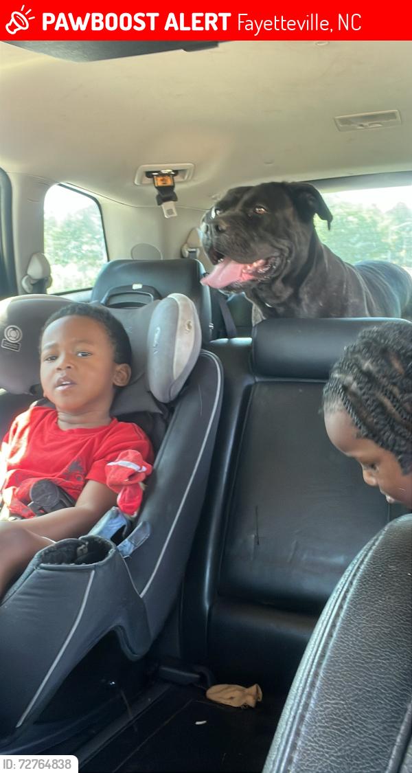 Lost Female Dog last seen galveston dr , Fayetteville, NC 28303