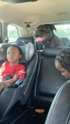 Lost Female Dog last seen galveston dr , Fayetteville, NC 28303