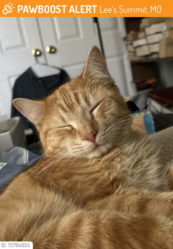 Found/Stray Male Cat last seen Chipman Road & Todd George , Lee's Summit, MO 64086