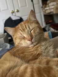 Found/Stray Male Cat last seen Chipman Road & Todd George , Lee's Summit, MO 64086