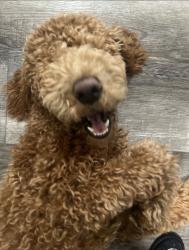 Lost Male Dog last seen Towne Ave, E 80th Streets, E 82nd Street, Los Angeles, CA 90003