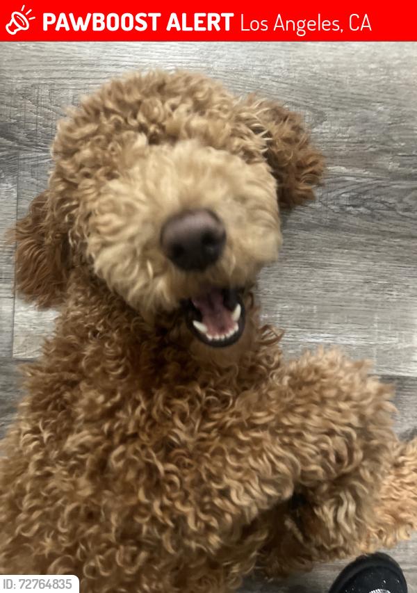 Lost Male Dog last seen Towne Ave, E 80th Streets, E 82nd Street, Los Angeles, CA 90003
