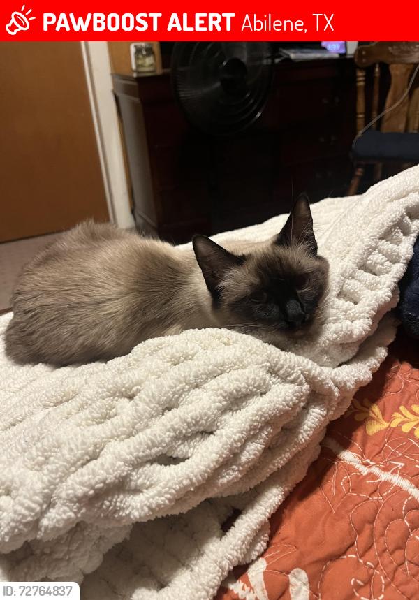 Lost Female Cat last seen Corner of S 3rd and Sunset Dr, Abilene, TX 79605