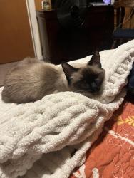 Lost Female Cat last seen Corner of S 3rd and Sunset Dr, Abilene, TX 79605