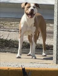 Lost Female Dog last seen Burnham St, Milwaukee, WI 53204