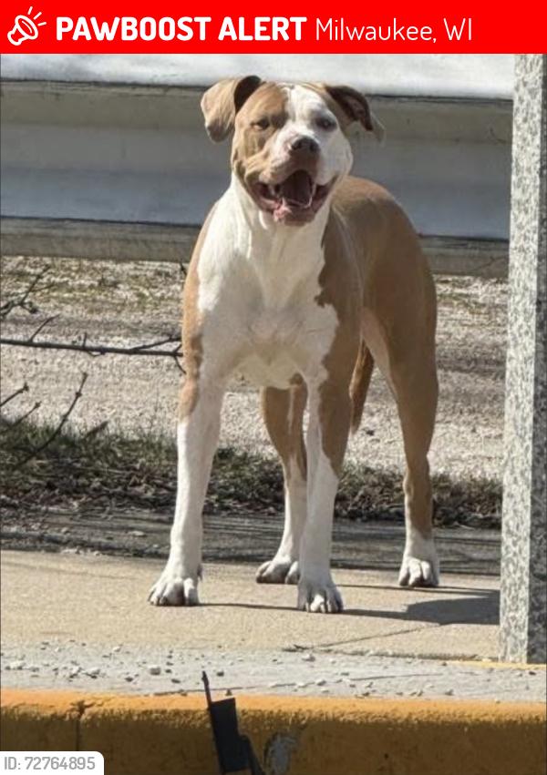 Lost Female Dog last seen Burnham St, Milwaukee, WI 53204