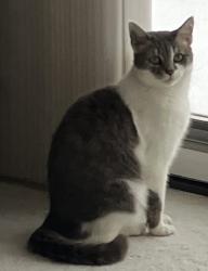 Lost Female Cat last seen Behind Darden Elementary School , South Bend, IN 46637