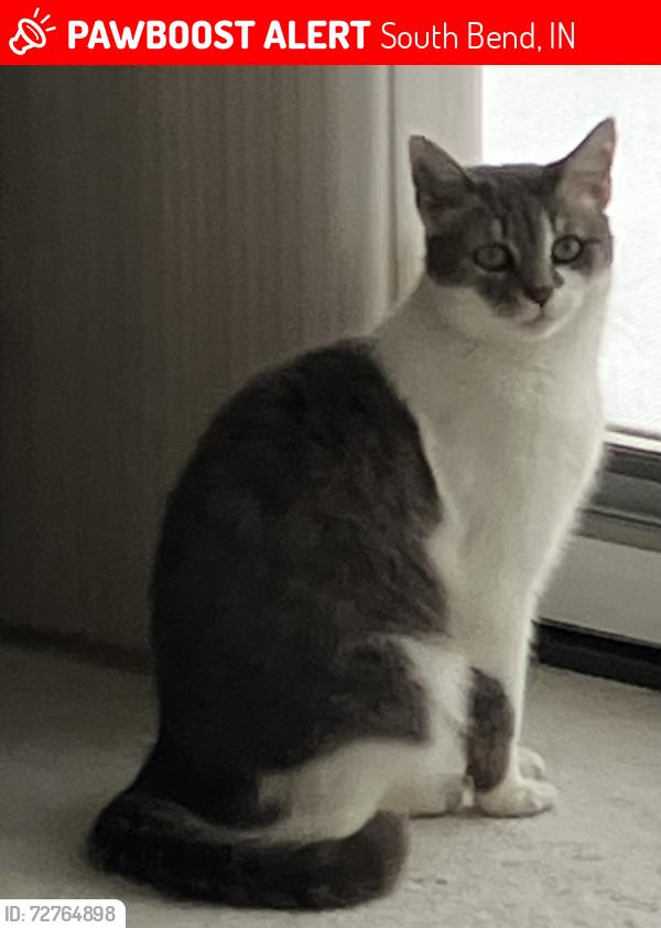 Lost Female Cat last seen Behind Darden Elementary School , South Bend, IN 46637