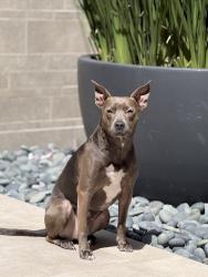 Lost Female Dog last seen Near easy street mountain view ca, Mountain View, CA 94043