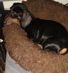 Lost Male Dog last seen Agnew, Oklahoma City, OK 73108