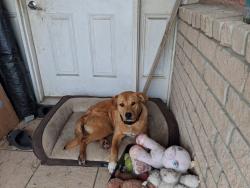 Found/Stray Male Dog last seen Dollar tree on Moursund blvd, San Antonio, TX 78221