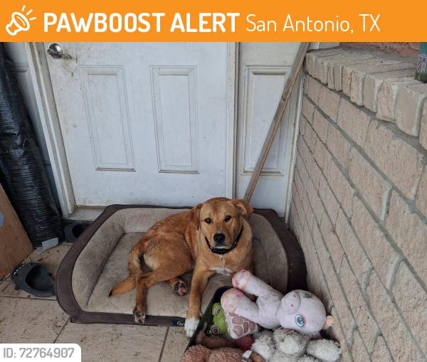 Found/Stray Male Dog last seen Dollar tree on Moursund blvd, San Antonio, TX 78221