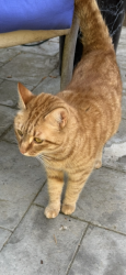 Found/Stray Unknown Cat last seen Red Ryder Rd/ Blackmill Pres, Dawsonville, GA 30534