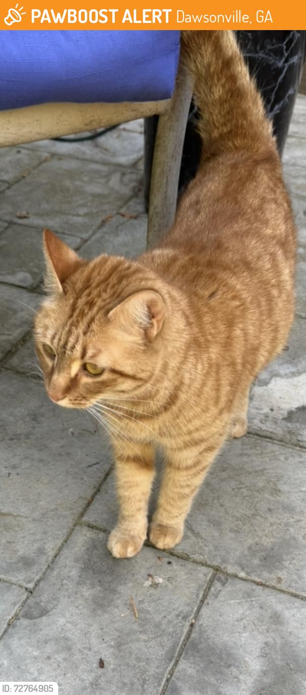 Found/Stray Unknown Cat last seen Red Ryder Rd/ Blackmill Pres, Dawsonville, GA 30534