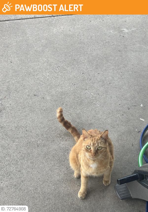 Found/Stray Unknown Cat last seen margate rd and bradford rd, Upper Darby Township, PA 19082