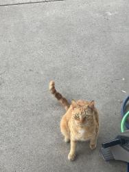 Found/Stray Unknown Cat last seen margate rd and bradford rd, Upper Darby Township, PA 19082