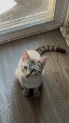 Lost Male Cat last seen Grand, Santa Ana, CA 92705
