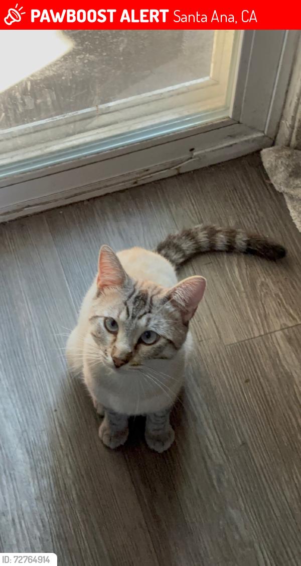 Lost Male Cat last seen Grand, Santa Ana, CA 92705