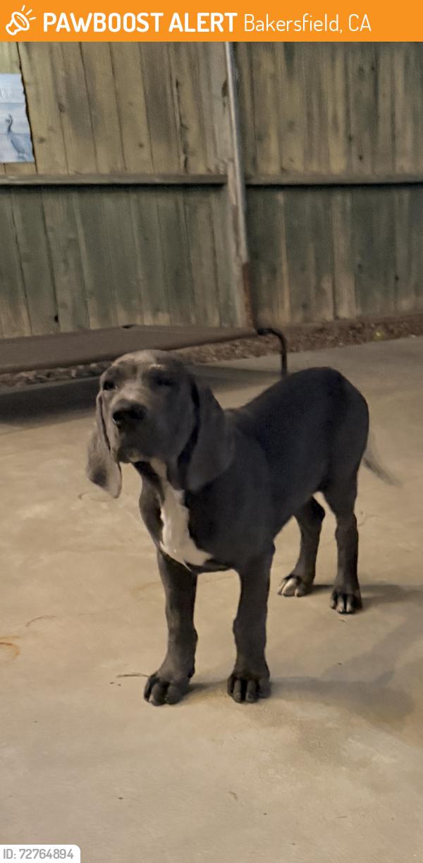 Found/Stray Male Dog last seen Highland high school , Bakersfield, CA 93306