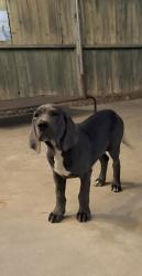 Found/Stray Male Dog last seen Highland high school , Bakersfield, CA 93306
