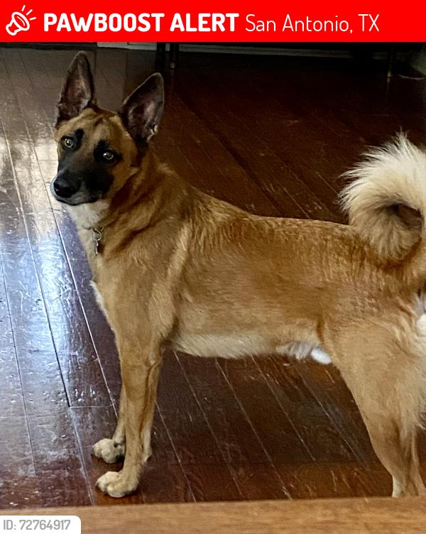 Lost Male Dog last seen S hackberry & Florida , San Antonio, TX 78210