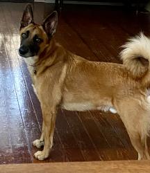 Lost Male Dog last seen S hackberry & Florida , San Antonio, TX 78210
