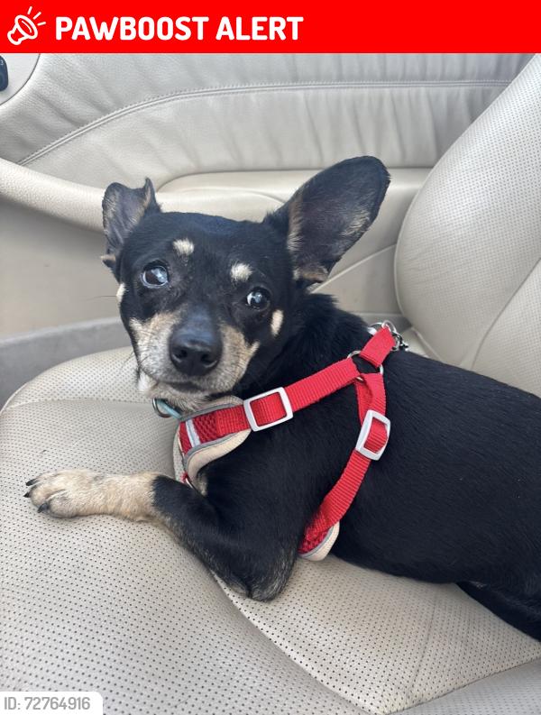 Lost Male Dog last seen Manzanita way Sacramento , West Sacramento, CA 95691