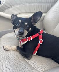 Lost Male Dog last seen Manzanita way Sacramento , West Sacramento, CA 95691