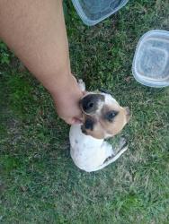 Found/Stray Male Dog last seen Dawnshire, Charlotte, NC 28216