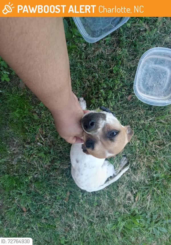 Found/Stray Male Dog last seen Dawnshire, Charlotte, NC 28216