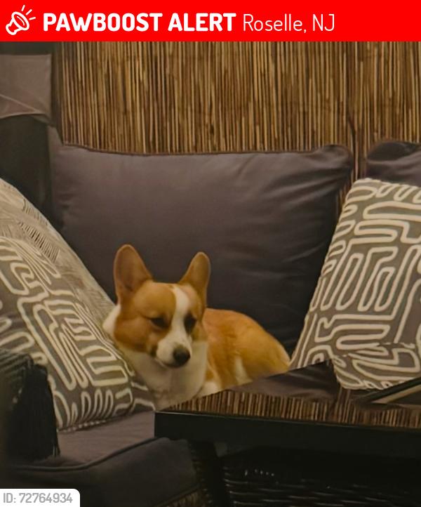 Lost Male Dog last seen Near west 3rd ave Roselle NJ, Roselle, NJ 07203