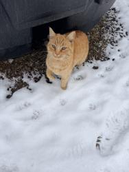 Lost Female Cat last seen Caledonia and Inverness rd, Pray, MT 59047
