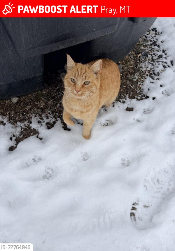 Lost Female Cat last seen Caledonia and Inverness rd, Pray, MT 59047