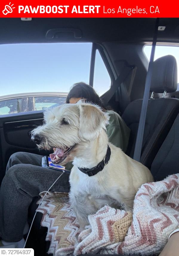 Lost Male Dog last seen Near Louisville Highschool On Mulholland Dr, Los Angeles, CA 91436