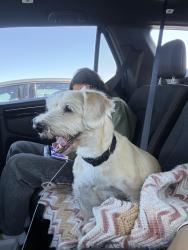 Lost Male Dog last seen Near Louisville Highschool On Mulholland Dr, Los Angeles, CA 91436