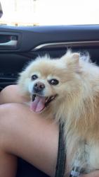 Found/Stray Unknown Dog last seen Berthe & Ryder Lane, Callaway, FL 32404