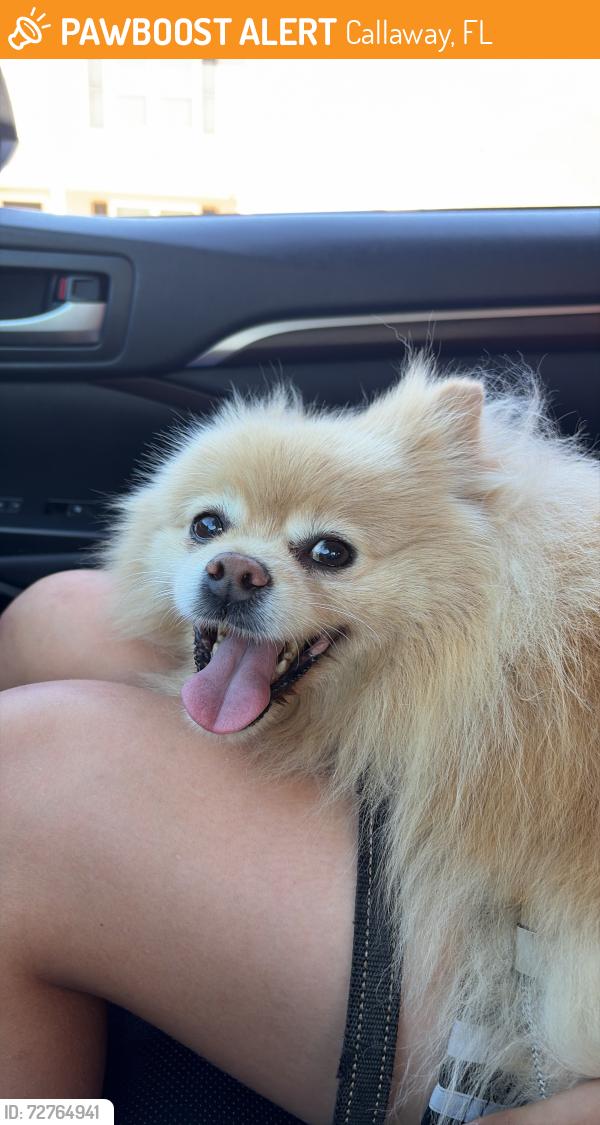 Found/Stray Unknown Dog last seen Berthe & Ryder Lane, Callaway, FL 32404