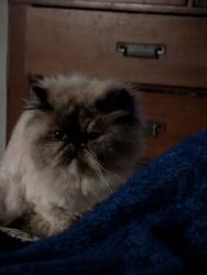 Lost Female Cat last seen San Miguel and Mt. Vernon, Lemon Grove, CA 91945