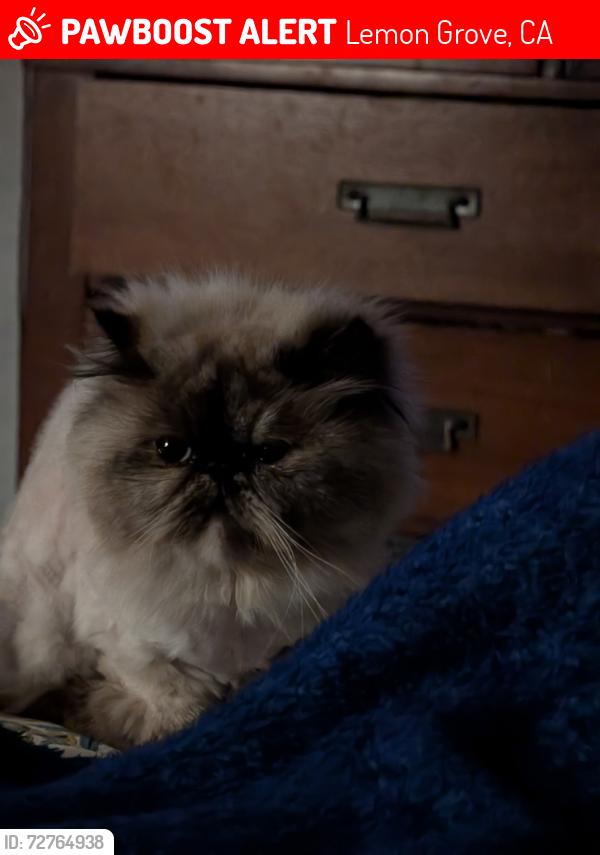 Lost Female Cat last seen San Miguel and Mt. Vernon, Lemon Grove, CA 91945