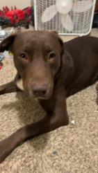 Lost Male Dog last seen At  Depot near I-20, Lithia Springs, GA 30122