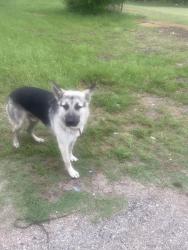 Found/Stray Male Dog last seen Executive inn&suites, Waxahachie, TX 75165