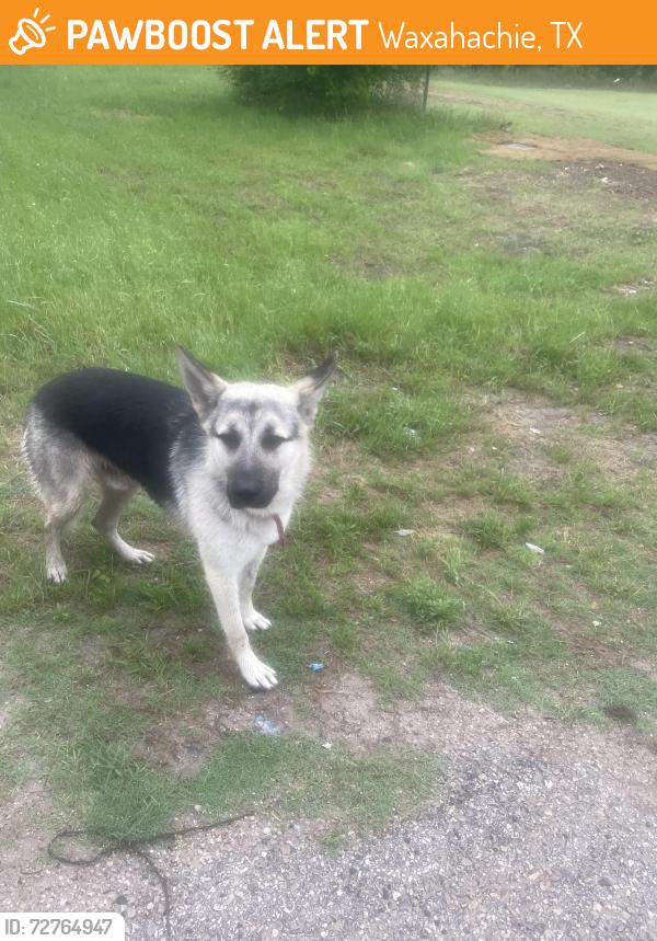 Found/Stray Male Dog last seen Executive inn&suites, Waxahachie, TX 75165