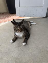Found/Stray Unknown Cat last seen Chula Vista, Dana Point, CA 92629