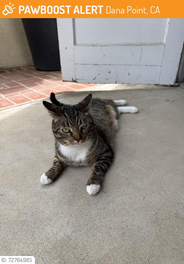 Found/Stray Unknown Cat last seen Chula Vista, Dana Point, CA 92629